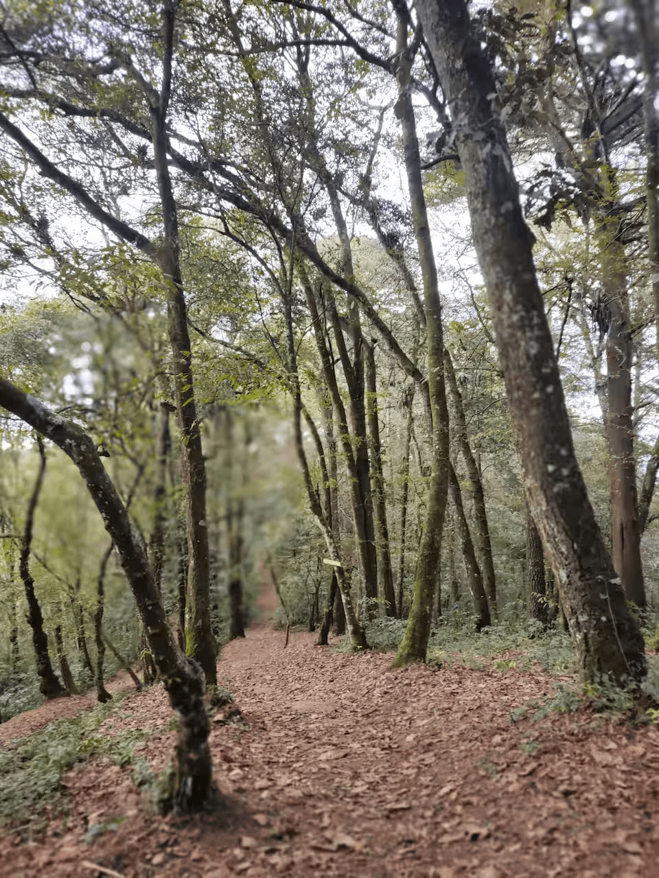 Cabin in the woods, Fireplace and Private Deck detail 3