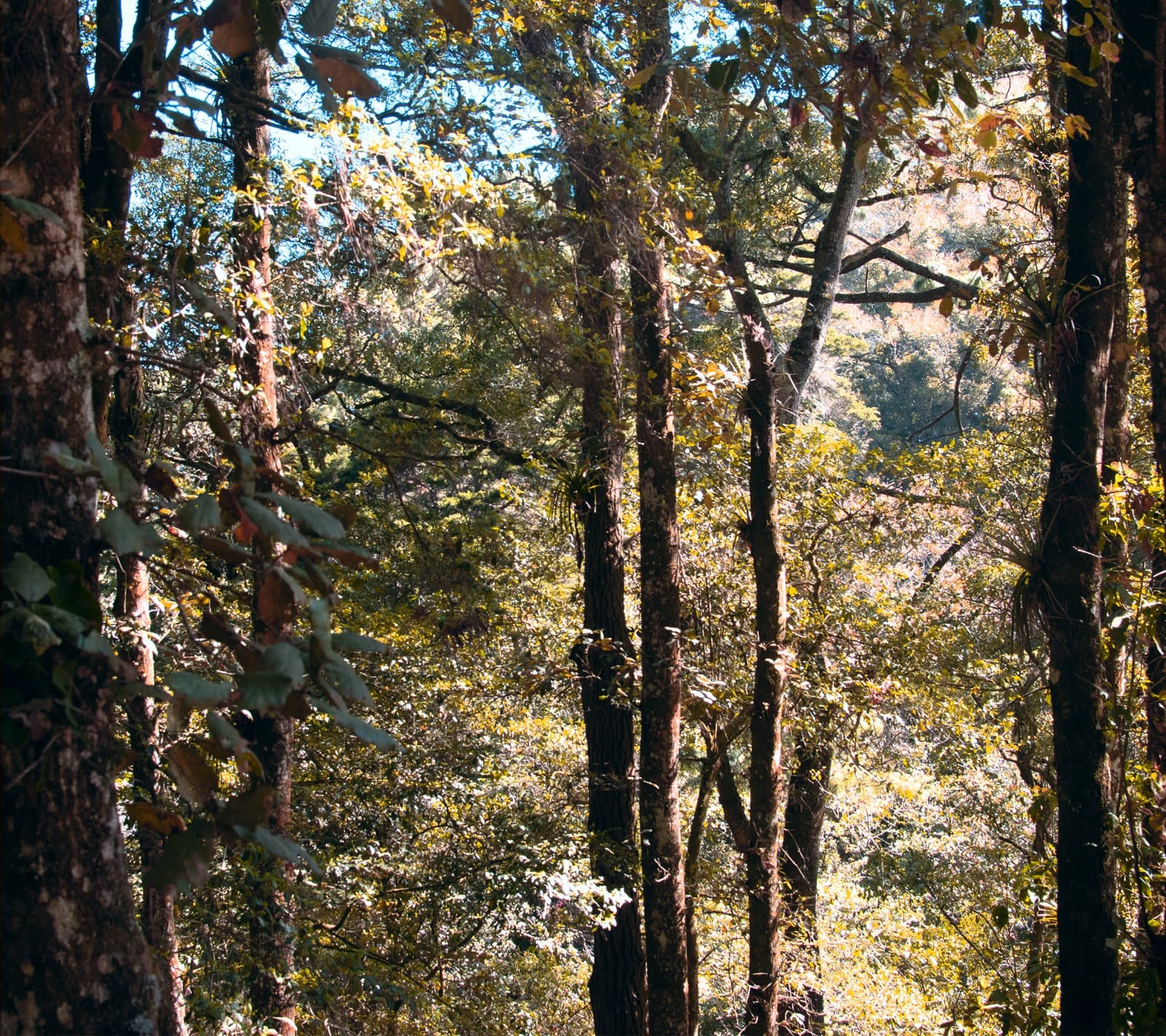 Cozy Forest Camping Experience